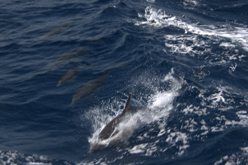 Delphinus delphis