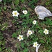 Callianthemum coriandrifolium - Photo 由 Karsten Rohweder 所上傳的 (c) Karsten Rohweder，保留部份權利CC BY