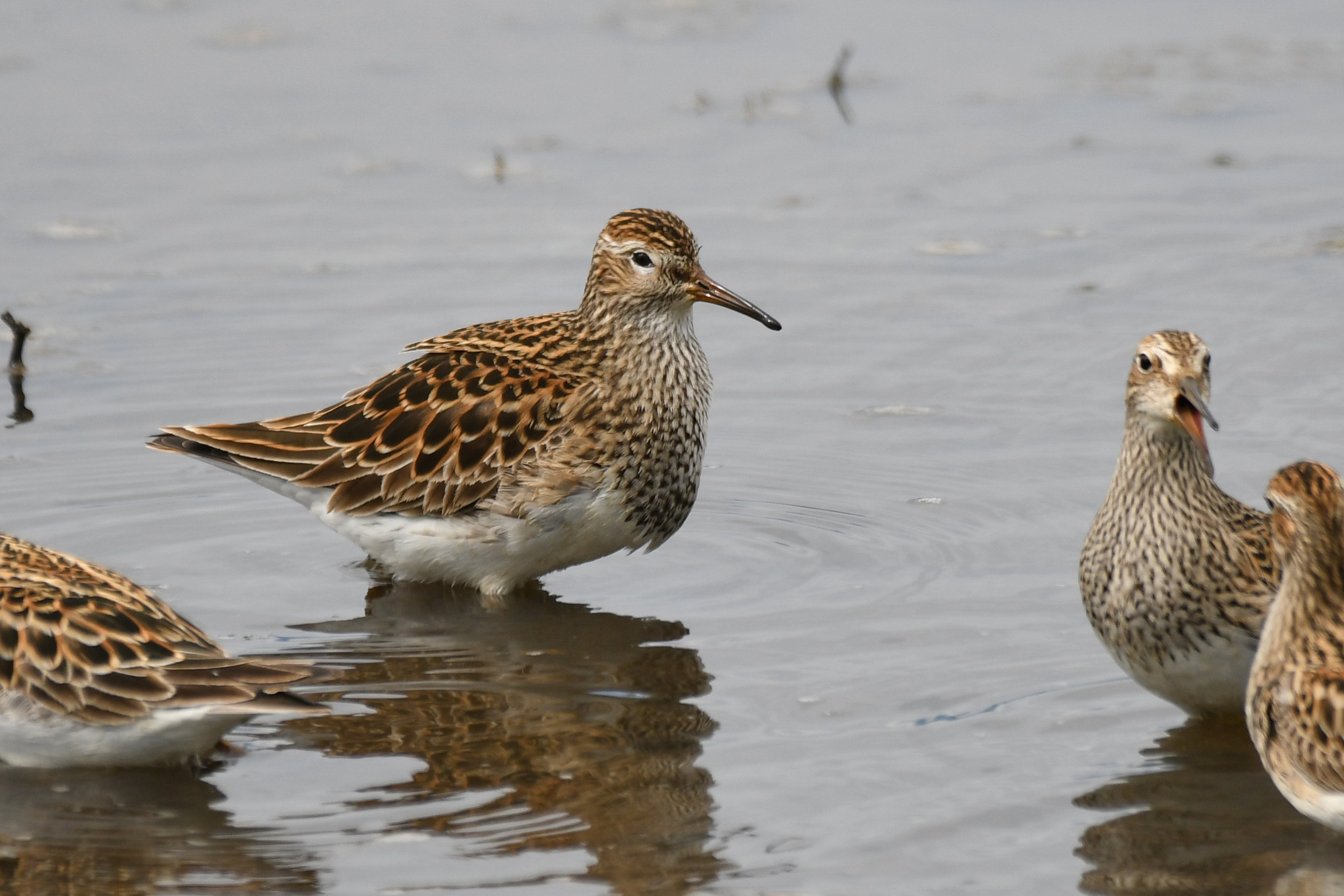 Pectoral Sandpiper (Calidris melanotos)