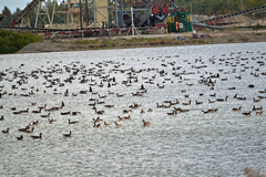 Branta canadensis