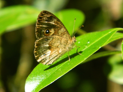 Heteropsis subsimilis