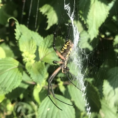Argiope aurantia