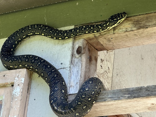 Diamond Python sighting