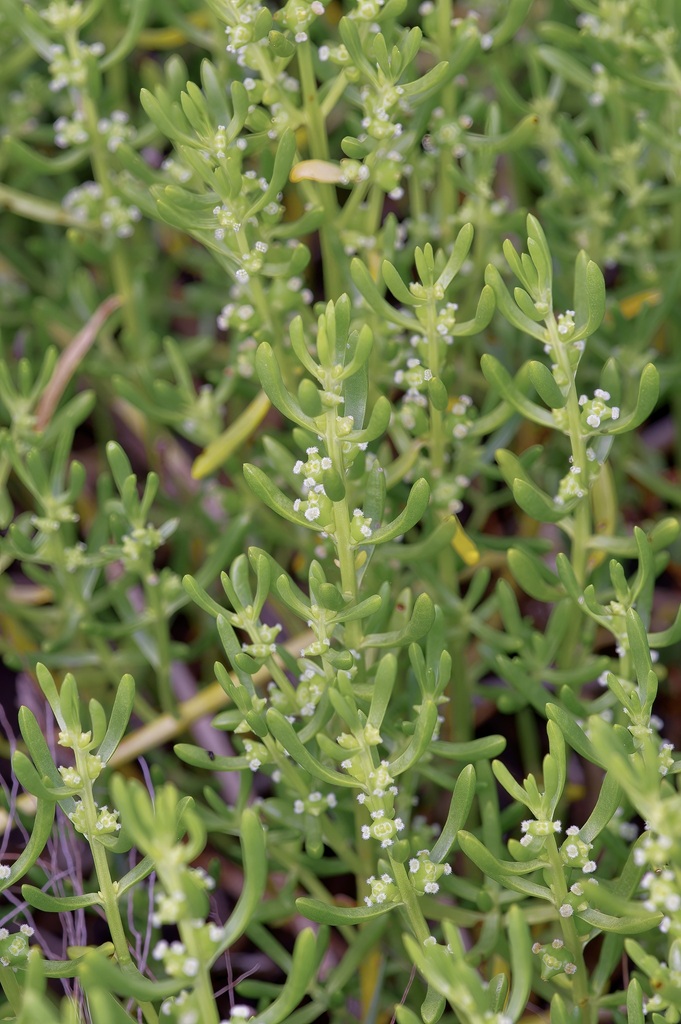 Turtleweed (Batis maritima)