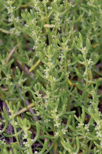 Turtleweed (Batis maritima)