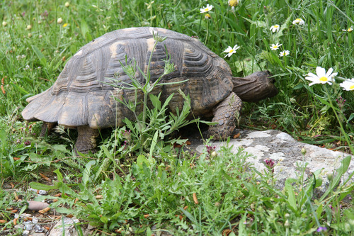 Testudo marginata