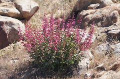 Penstemon clevelandii
