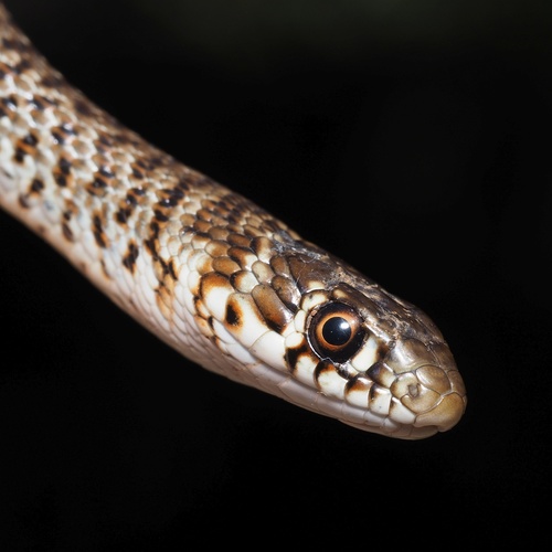Balkan Whip Snake, photo 6 of 8