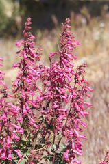 Penstemon clevelandii