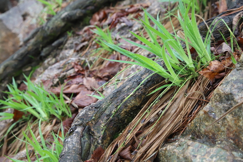 Carex lasiolepis iNat (3)