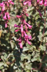 Penstemon clevelandii