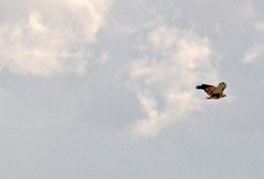 Buteo jamaicensis