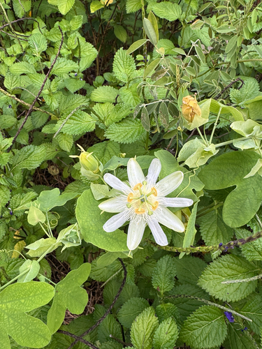 Passiflora subpeltata observed 2025-05-16