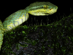 Craspedocephalus gramineus