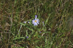 Symphyotrichum robynsianum