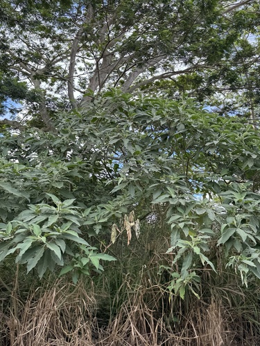 Solanum mauritianum observed 2025-03-15