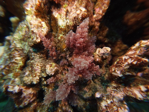 Asparagopsis taxiformis observed 2025-05-11