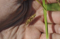 Carex paleacea