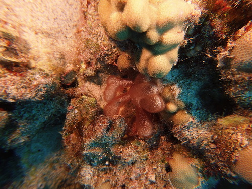 Gibsmithia observed 2025-05-11