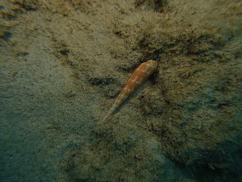 Terebra observed 2025-05-11