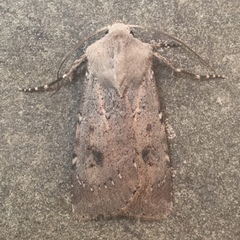Agrotis vetusta