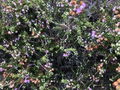 Ericeae
