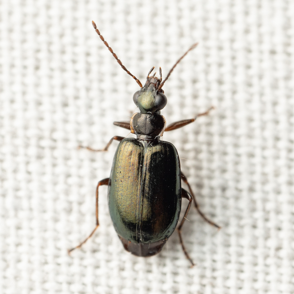 Lebia marginicollis