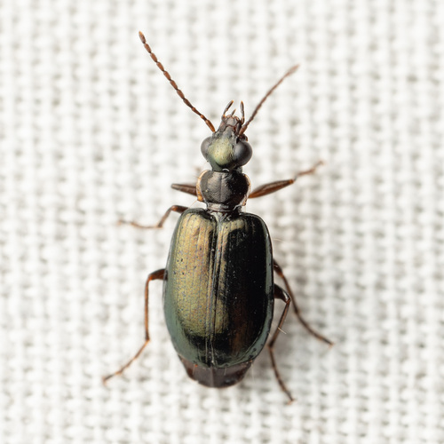 Lebia marginicollis