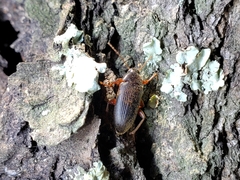 Lobopoda erythrocnemis