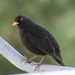 Turdus merula aterrimus - Photo ללא זכויות יוצרים, uploaded by Theodoros Alexandropoulos
