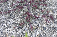 Oxybasis glauca salina