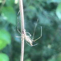 Tetragnatha