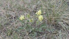 Oxytropis sericea