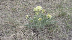 Oxytropis sericea