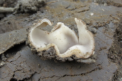 Sarcosphaera