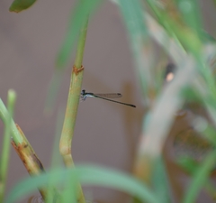 Agriocnemis pygmaea