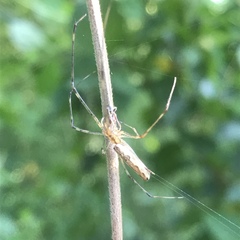 Tetragnatha