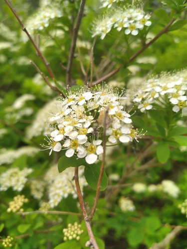 Spiraea media iNat (1)