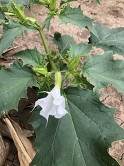 Datura stramonium