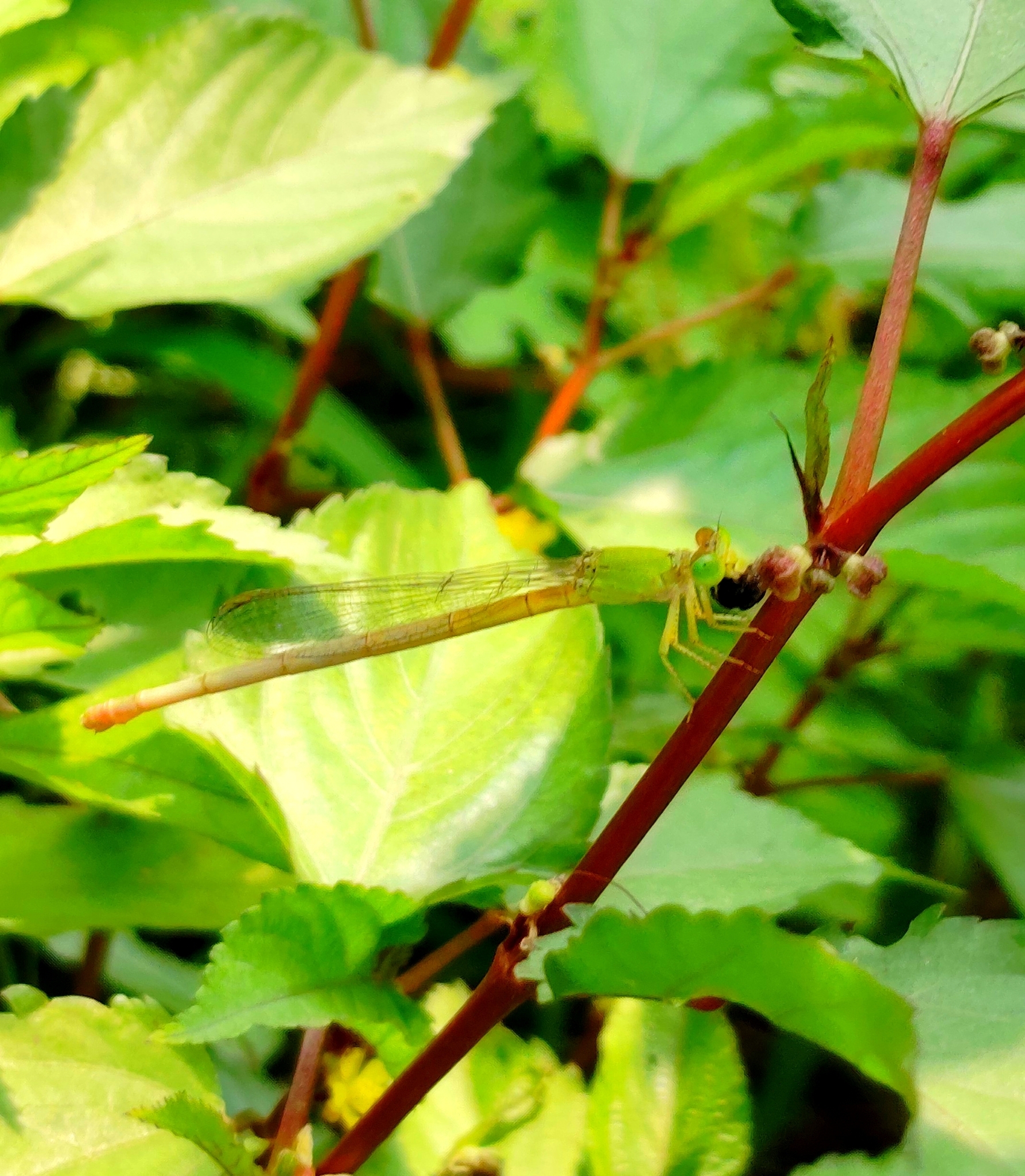 Coromandel Marsh Dart