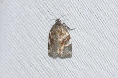 Archips mortuana
