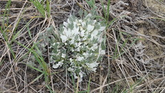 Astragalus gilviflorus