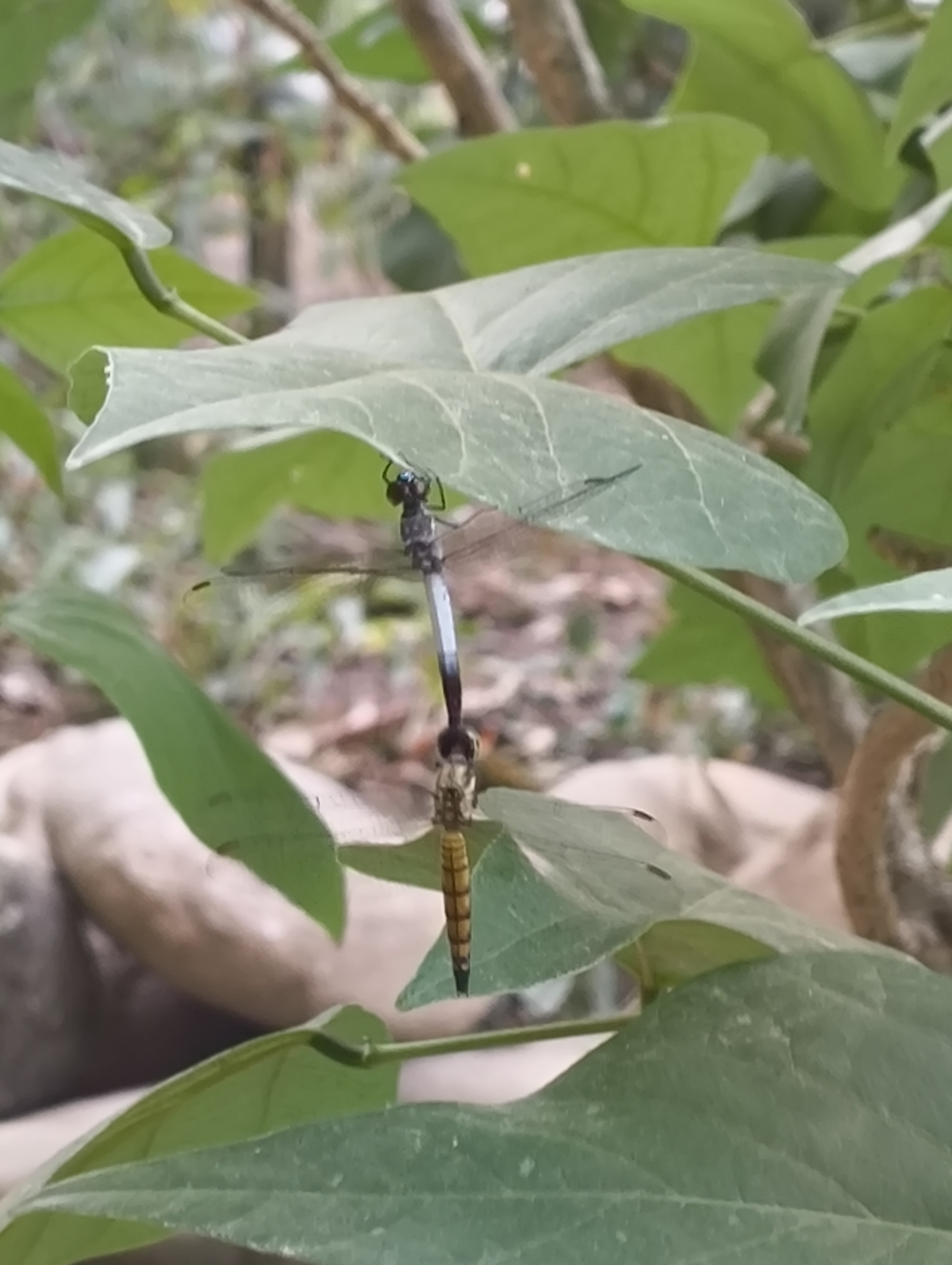 Black-Tailed Dasher