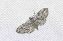 Eupithecia interruptofasciata