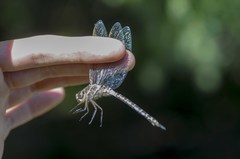 Aeshna interrupta lineata