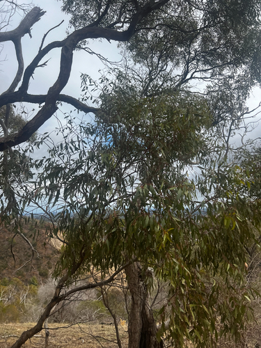 Eucalyptus odorata, photograph 6