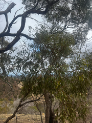 Eucalyptus odorata, photograph (c) Alex Stuart, some rights reserved (CC BY)