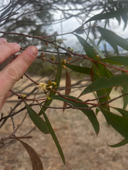 Eucalyptus odorata, photograph (c) Alex Stuart, some rights reserved (CC BY)