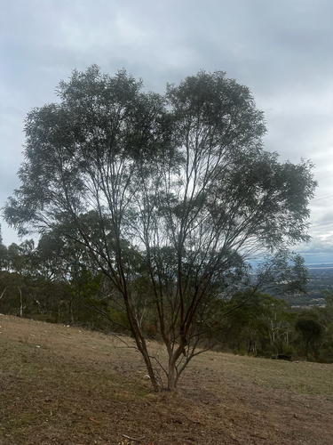 Eucalyptus odorata, photograph 5