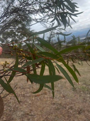 Eucalyptus odorata, photograph 4
